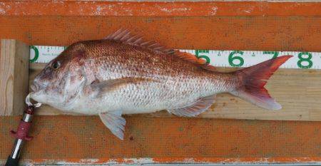 火遠理丸（ほおりまる） 釣果