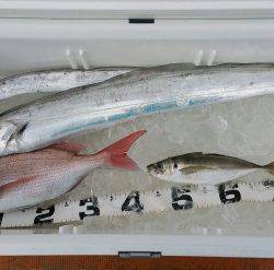 火遠理丸（ほおりまる） 釣果