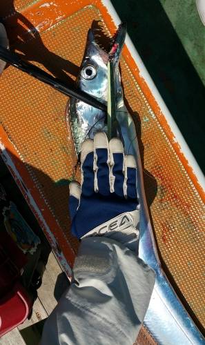 火遠理丸（ほおりまる） 釣果