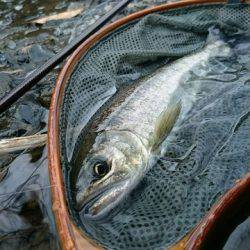 狩野川(狩野川漁業協同組合) 釣果