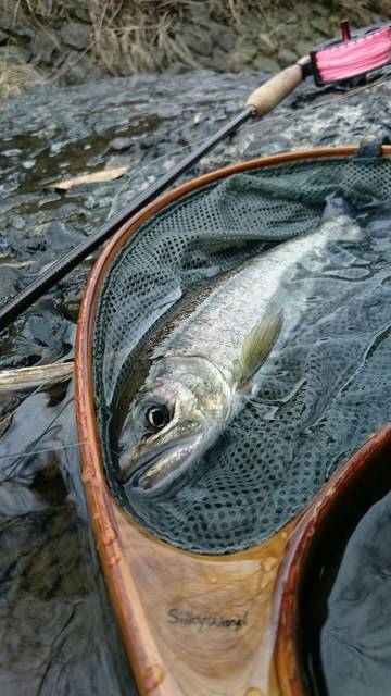 狩野川（狩野川漁業協同組合） 釣果