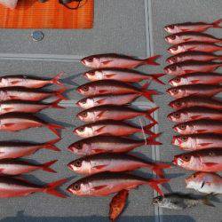 へいみつ丸 釣果