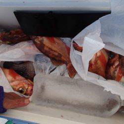 第二むつ漁丸 釣果