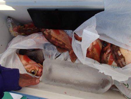 第二むつ漁丸 釣果