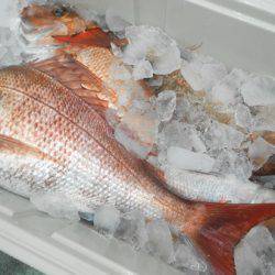 こうゆう丸 釣果