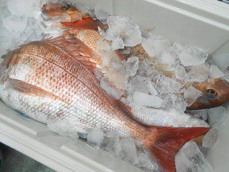 こうゆう丸 釣果