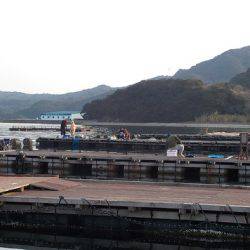 淡路じゃのひれフィッシングパーク 釣果