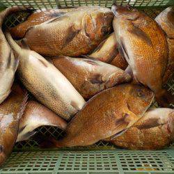 淡路じゃのひれフィッシングパーク 釣果