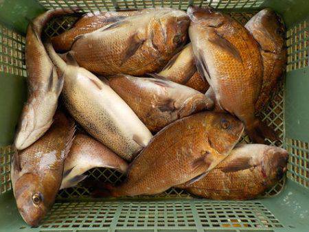 淡路じゃのひれフィッシングパーク 釣果