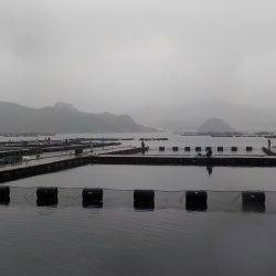 淡路じゃのひれフィッシングパーク 釣果