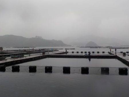 淡路じゃのひれフィッシングパーク 釣果