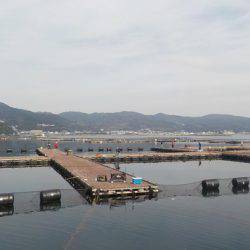 淡路じゃのひれフィッシングパーク 釣果