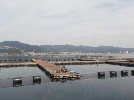 淡路じゃのひれフィッシングパーク 釣果