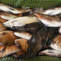 淡路じゃのひれフィッシングパーク 釣果