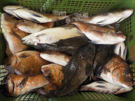 淡路じゃのひれフィッシングパーク 釣果