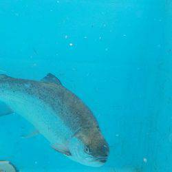 淡路じゃのひれフィッシングパーク 釣果