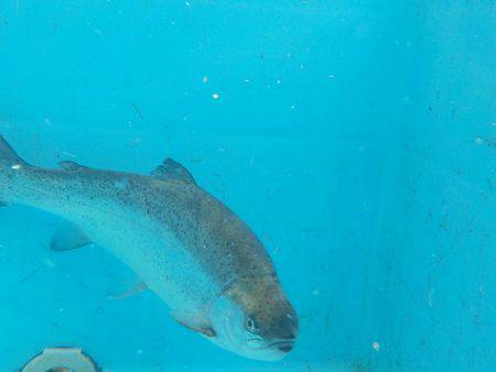 淡路じゃのひれフィッシングパーク 釣果