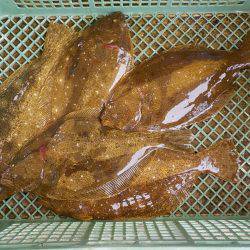 淡路じゃのひれフィッシングパーク 釣果