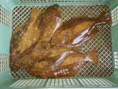 淡路じゃのひれフィッシングパーク 釣果