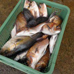 淡路じゃのひれフィッシングパーク 釣果