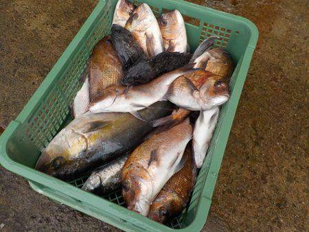 淡路じゃのひれフィッシングパーク 釣果