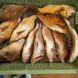 淡路じゃのひれフィッシングパーク 釣果