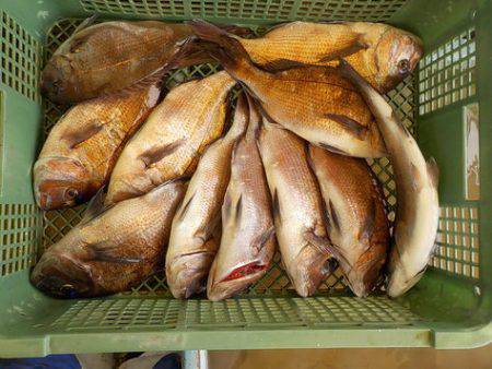 淡路じゃのひれフィッシングパーク 釣果