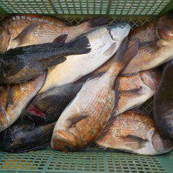淡路じゃのひれフィッシングパーク 釣果