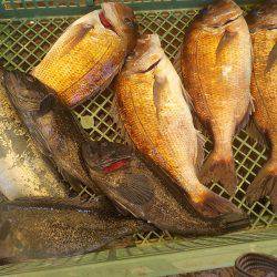 淡路じゃのひれフィッシングパーク 釣果