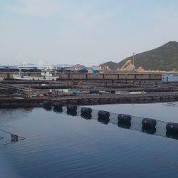 淡路じゃのひれフィッシングパーク 釣果