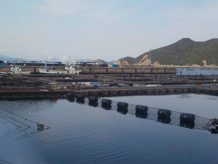 淡路じゃのひれフィッシングパーク 釣果