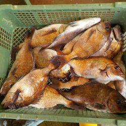 淡路じゃのひれフィッシングパーク 釣果