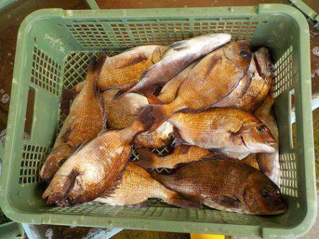 淡路じゃのひれフィッシングパーク 釣果