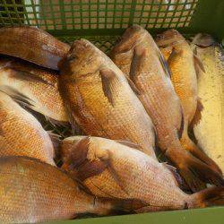 淡路じゃのひれフィッシングパーク 釣果