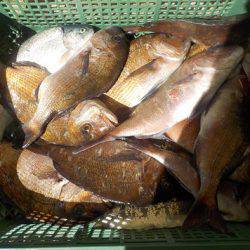 淡路じゃのひれフィッシングパーク 釣果