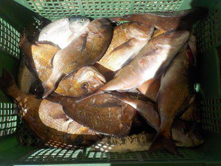 淡路じゃのひれフィッシングパーク 釣果