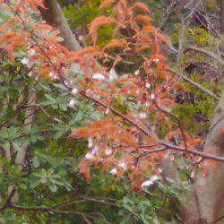 淡路じゃのひれフィッシングパーク 釣果