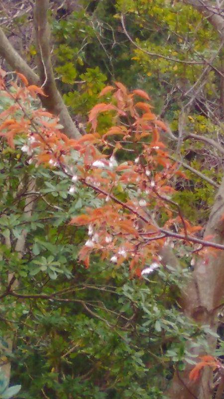 淡路じゃのひれフィッシングパーク 釣果