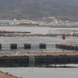 淡路じゃのひれフィッシングパーク 釣果
