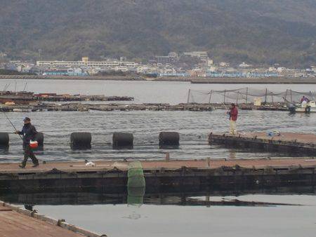 淡路じゃのひれフィッシングパーク 釣果