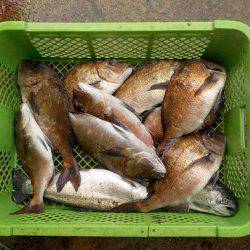 淡路じゃのひれフィッシングパーク 釣果
