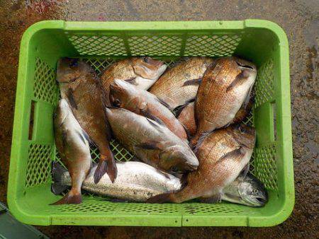 淡路じゃのひれフィッシングパーク 釣果
