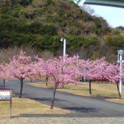 淡路じゃのひれフィッシングパーク 釣果