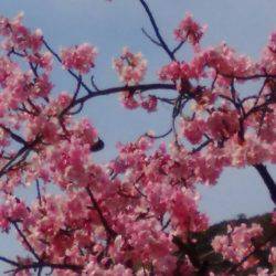 淡路じゃのひれフィッシングパーク 釣果