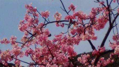 淡路じゃのひれフィッシングパーク 釣果