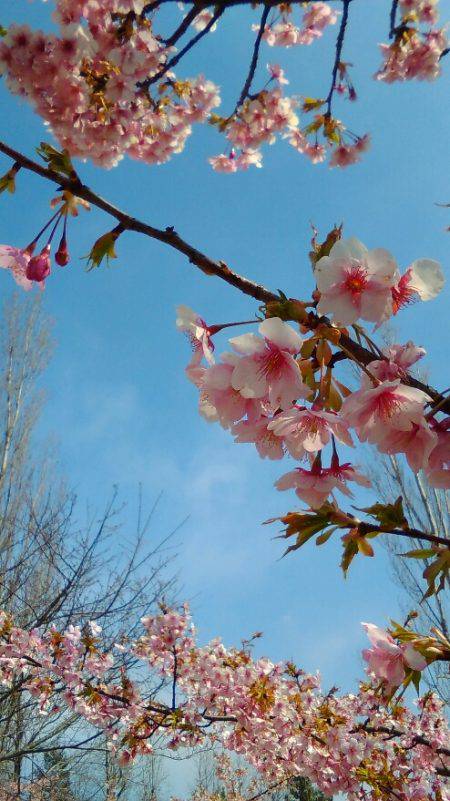 淡路じゃのひれフィッシングパーク 釣果