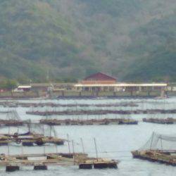 淡路じゃのひれフィッシングパーク 釣果