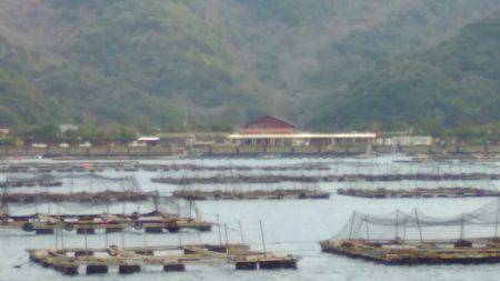 淡路じゃのひれフィッシングパーク 釣果