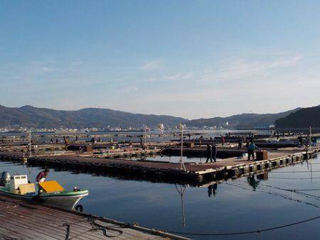 淡路じゃのひれフィッシングパーク 釣果