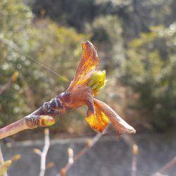淡路じゃのひれフィッシングパーク 釣果